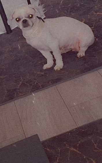 Shih-tzu