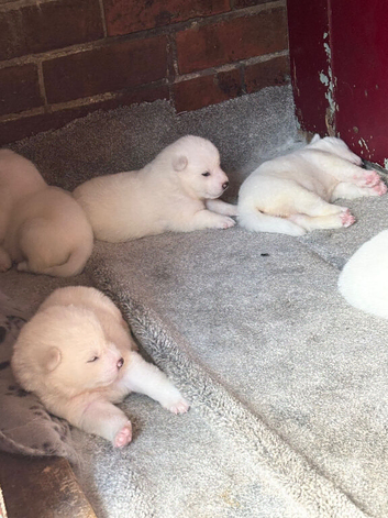 Japanese Akita Inu Puppies
