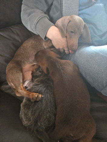2 beautiful shi Zu cross dachshund puppies