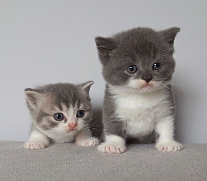 Gorgeous pedigree kittens