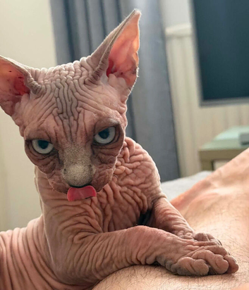 Beautiful Blue-Eyed Cream/Lilac Sphynx Girl &ndash; TICA Registered