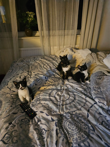 Kittens for a good home