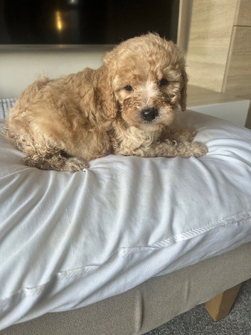Adorable Cavapoo puppies