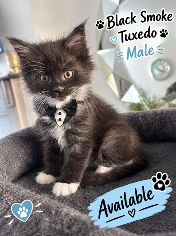 pure maine coon kittens