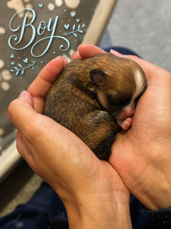 Beautiful Pomeranian Puppies Available for Pre-Reservation