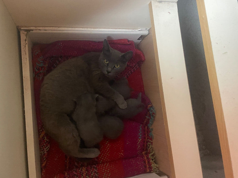 grey kittens