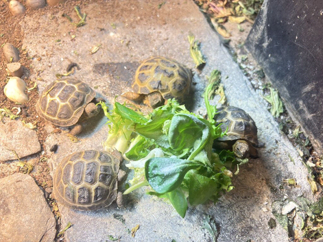 3 baby tortoises for sale!
