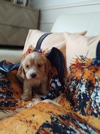 Cockapoo x cocker Spaniels F1b