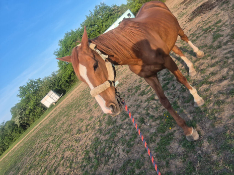 Chestnut mare