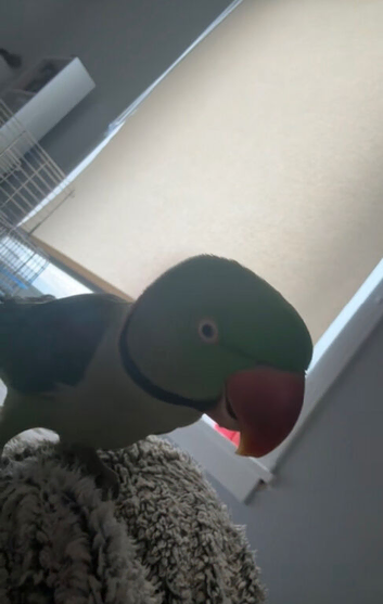 Alexandrine parrot