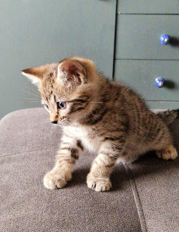 Gorgeous Bengal Kitten