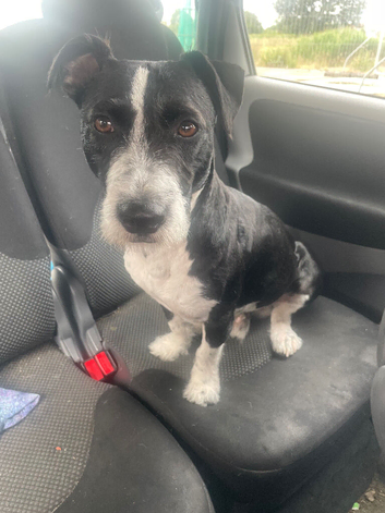 Patterjack milo