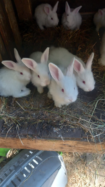 New Zealand white, 2 female, reduced to find a home.