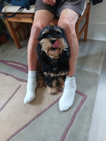 Cockapoo girl