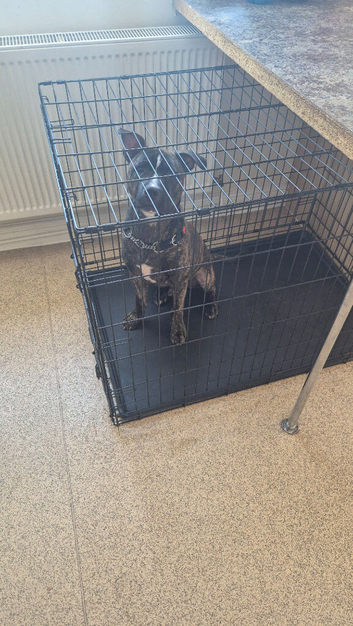 Sharpei cross staffy