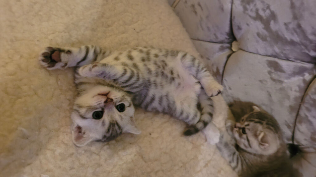 Scottish fold blue snow leopards