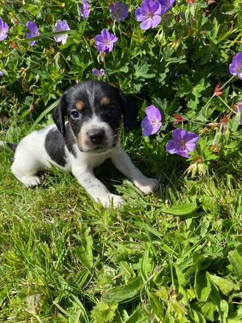 Beautiful beagle x cocker spaniel pups