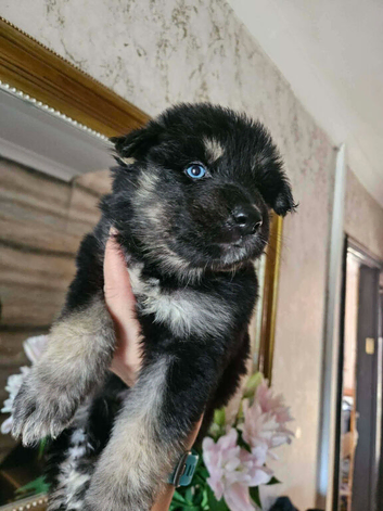 German shepherd x Siberian husky puppies