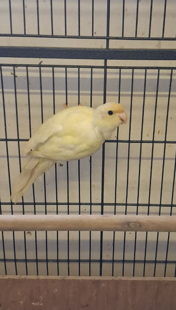 Cream Kakariki