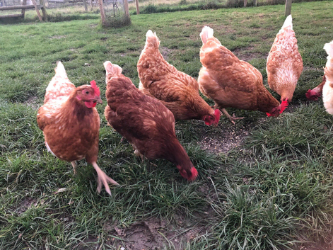 10 month old Lohmann brown chickens