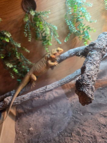 Bearded dragon and enclosure