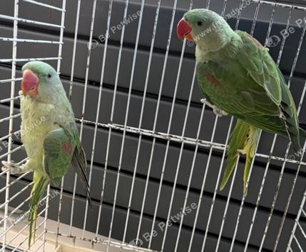 BABY ALEXANDRINE PARROTS