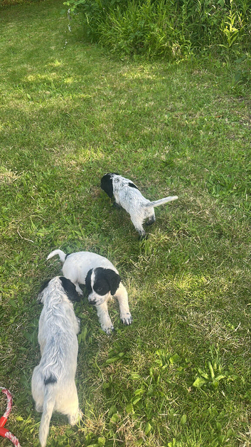Sprocker Puppies For Sale