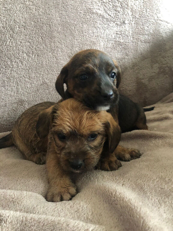 Jack Russell puppies