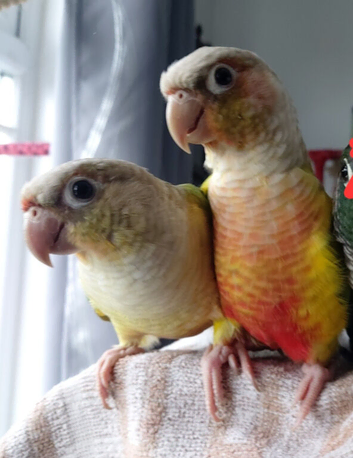 Pineapple Conure and Torquise conure for sale