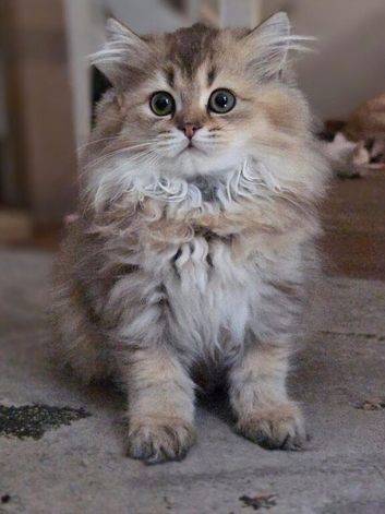 Kittens Ready for Their Forever Homes