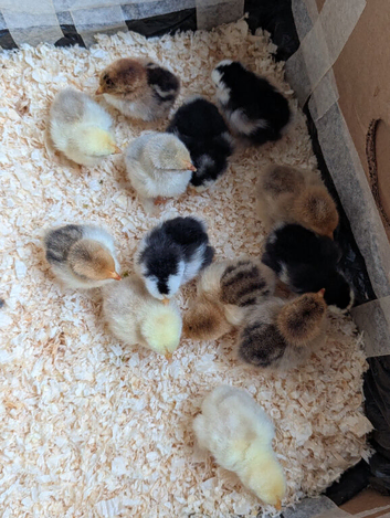 Beautiful day old pekin bantam chicks