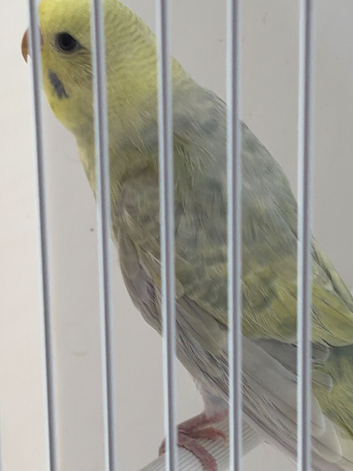 Baby budgie ring number 31 2026 rung