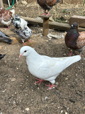 King Pigeons for Sale in Harlow