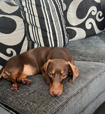 7 months old Dachshund chocolate tan