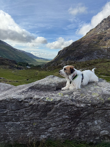 KC Registered Jack Russell for stud only