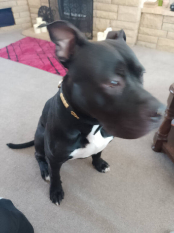 Buster