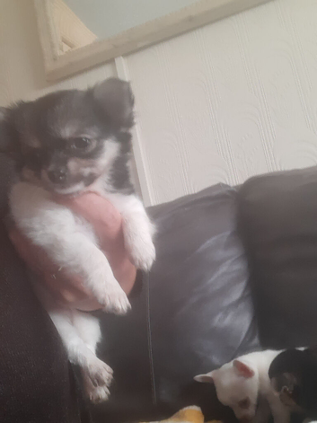 Female pup
