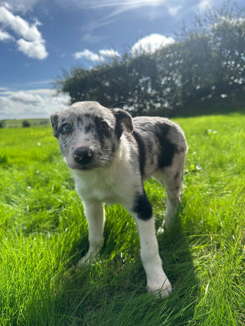 2 Blue Merle Bitch pups