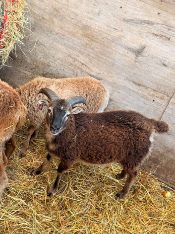 1 ram and 1 castrated male sheep