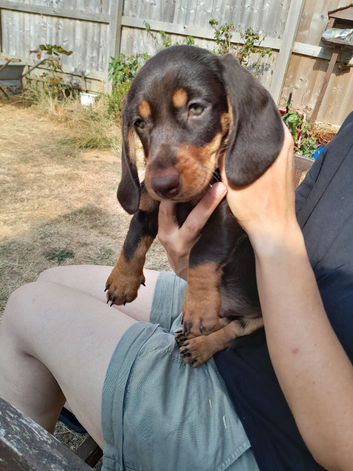 Miniature Wire Haired Dachshund puppies for sale