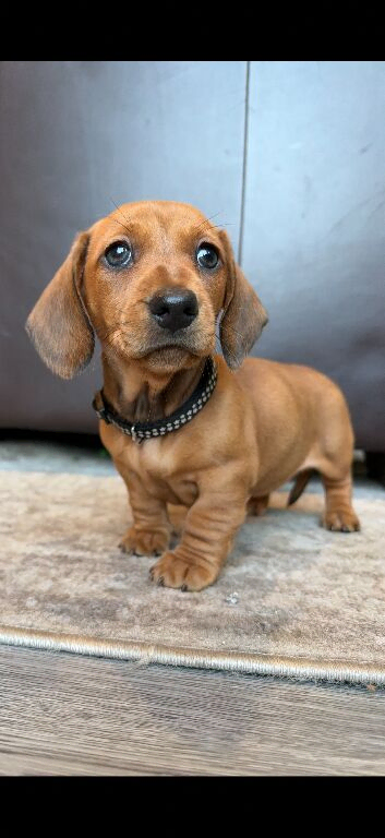 Dachund puppies