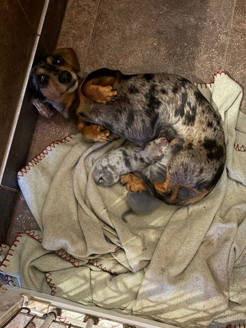 Miniature dachshund Kc reg