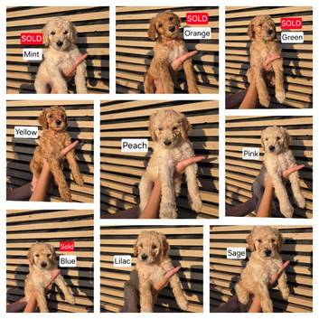 Standard Multigeneration Labradoodle Backcross