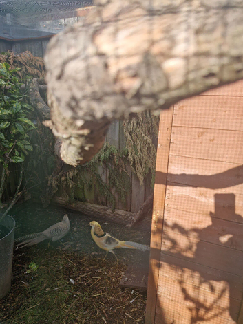 Yellow golden pheasants