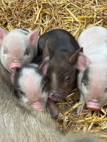juliana pigs