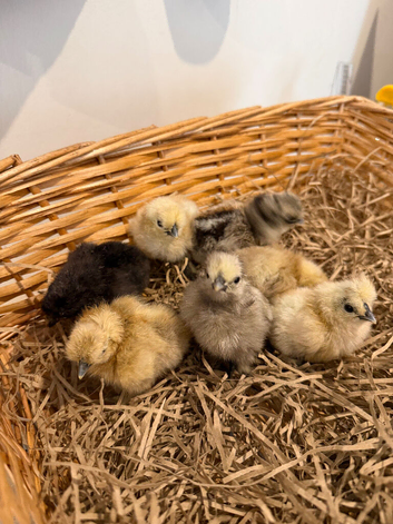 Silkie hatching eggs (mixed colours)