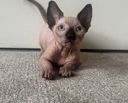 *REDUCED* Canadian Sphynx girl