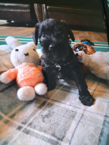 Cutest miniature Schnauzer