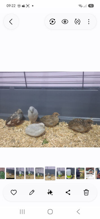 Chinese painted Quail/Button Quail