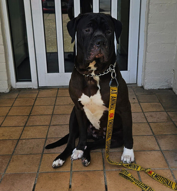 Cane corso cross grant Dane